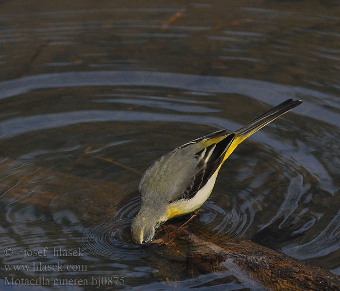 Motacilla cinerea bj0875