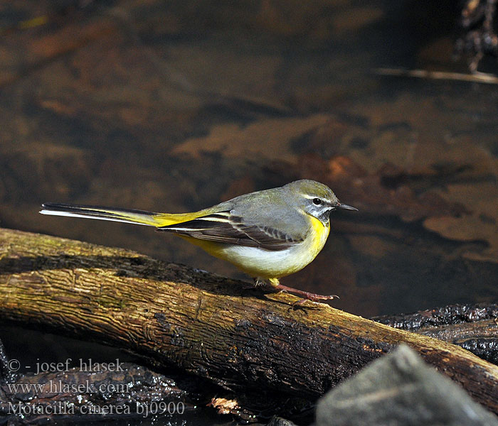 Motacilla cinerea bj0900