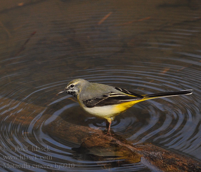 Motacilla cinerea bj0910