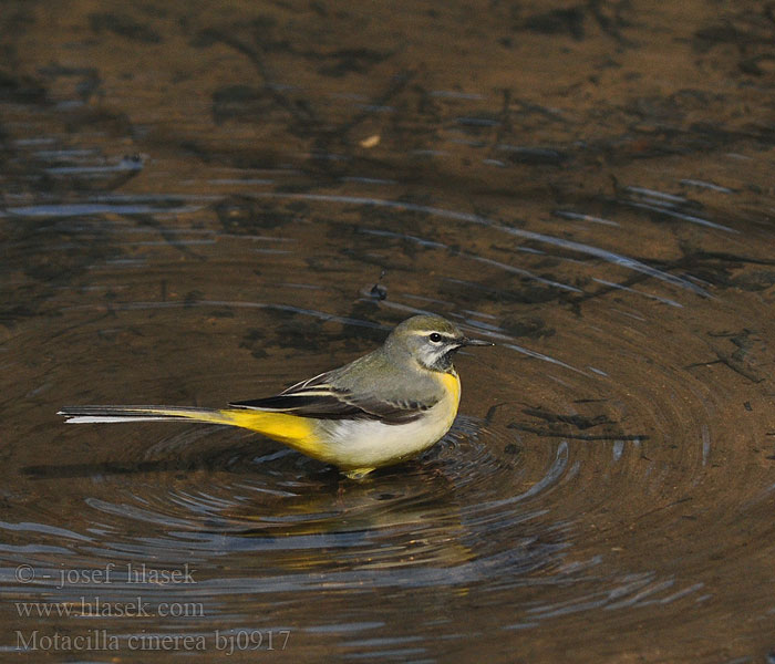 Motacilla cinerea bj0917