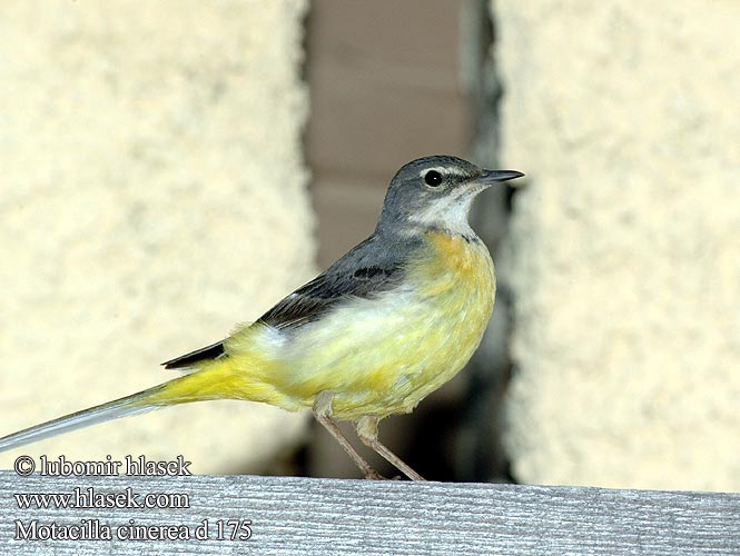 Motacilla cinerea d175