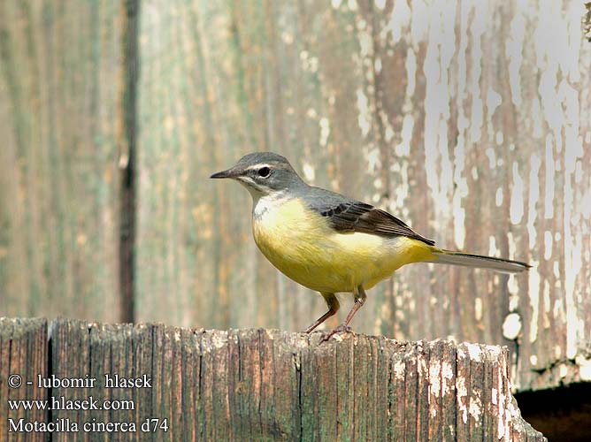 נחליאלי זנבתן Motacilla cinerea