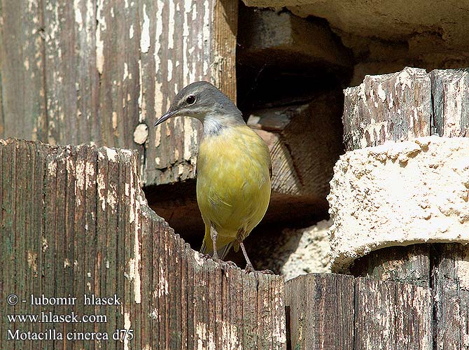 Grey Wagtail Bjergvipstjert Virtavästäräkki