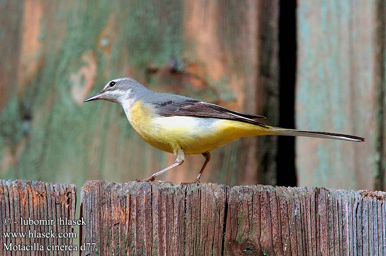 Motacilla cinerea d77