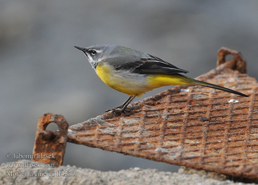 Motacilla cinerea ff4230