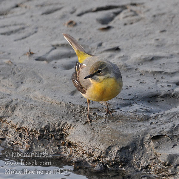 Motacilla cinerea ff4234