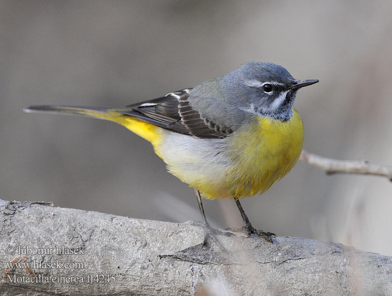 Dağ kuyruksallayanı נחליאלי זנבתן Motacilla cinerea Grey Wagtail Bjergvipstjert Virtavästäräkki Bergeronnette ruisseaux Gele kwikstaart Ballerina gialla Hegyi billegető Gebirgsstelze Pliszka górska Trasochvost horský Konipas horský Forsärla 灰鶺鴒 Восточная горная трясогузка キセキレイ راعية الخيل الرمادية 노랑할미새 Σταχτοσουσουράδα Alvéola-cinzenta Гірська плиска Gryskwikkie