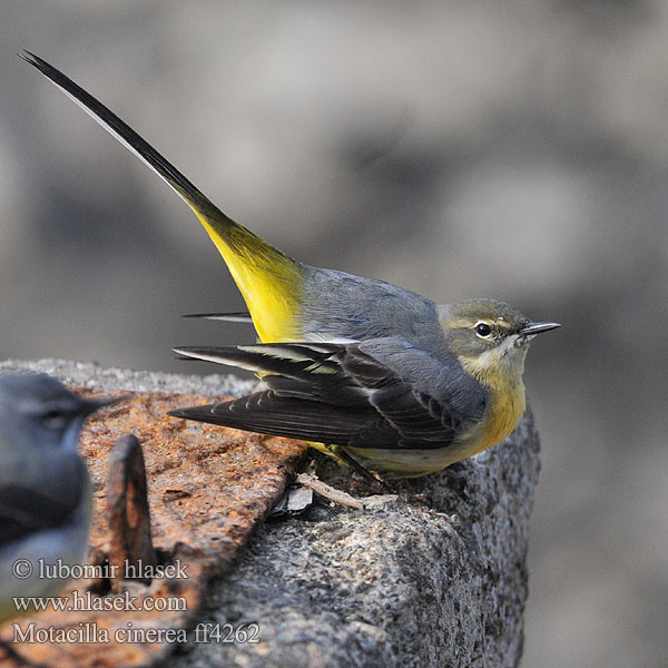 נחליאלי זנבתן Motacilla cinerea Grey Wagtail Bjergvipstjert Virtavästäräkki Bergeronnette ruisseaux Gele kwikstaart Ballerina gialla Hegyi billegető Gebirgsstelze Pliszka górska Trasochvost horský Konipas horský Forsärla 灰鶺鴒 Восточная горная трясогузка キセキレイ راعية الخيل الرمادية 노랑할미새 Σταχτοσουσουράδα Alvéola-cinzenta Гірська плиска Gryskwikkie Dağ kuyruksallayanı