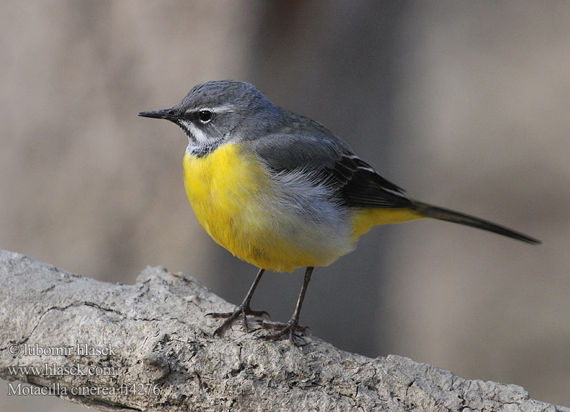 Motacilla cinerea נחליאלי זנבתן Grey Wagtail Bjergvipstjert Virtavästäräkki Bergeronnette ruisseaux Gele kwikstaart Ballerina gialla Hegyi billegető Gebirgsstelze Pliszka górska Trasochvost horský Konipas horský Forsärla 灰鶺鴒 Восточная горная трясогузка キセキレイ راعية الخيل الرمادية 노랑할미새 Σταχτοσουσουράδα Alvéola-cinzenta Гірська плиска Gryskwikkie Dağ kuyruksallayanı