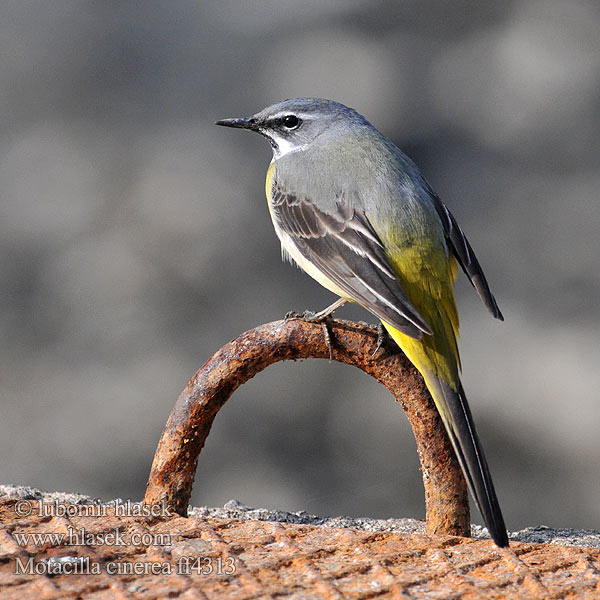 Motacilla cinerea Grey Wagtail Bjergvipstjert Virtavästäräkki Bergeronnette ruisseaux Gele kwikstaart Ballerina gialla Hegyi billegető Gebirgsstelze Pliszka górska Trasochvost horský Konipas horský Forsärla 灰鶺鴒 Восточная горная трясогузка キセキレイ راعية الخيل الرمادية 노랑할미새 Σταχτοσουσουράδα Alvéola-cinzenta Гірська плиска Gryskwikkie Dağ kuyruksallayanı נחליאלי זנבתן