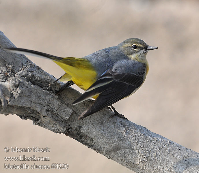 Motacilla cinerea ff4320