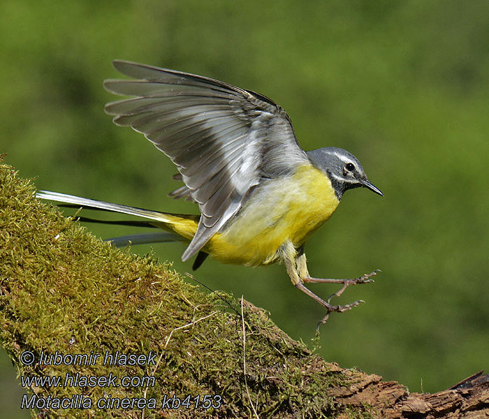 Motacilla cinerea