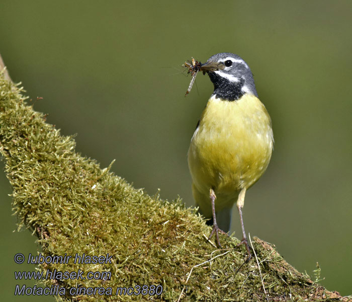 Motacilla cinerea