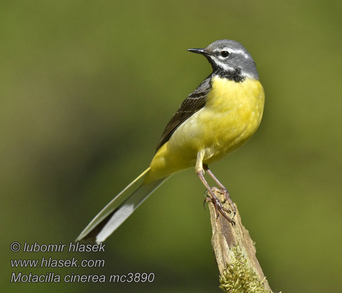 Motacilla cinerea