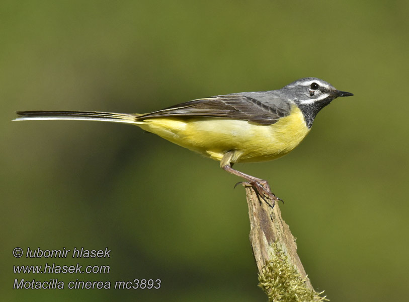 Motacilla cinerea