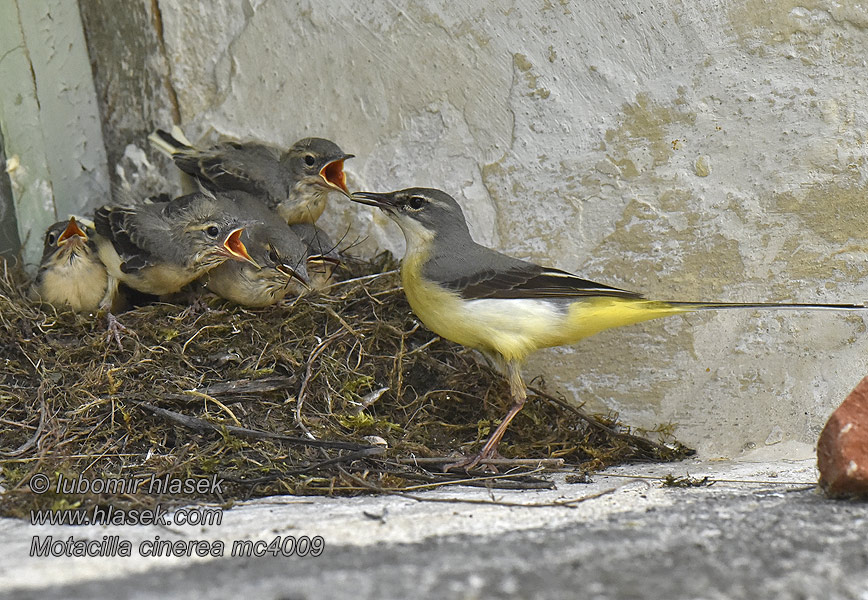 Motacilla cinerea