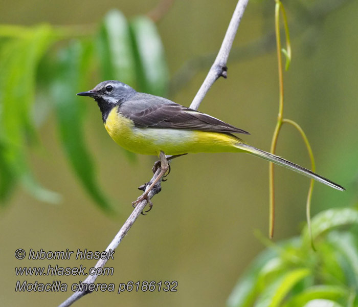 Motacilla cinerea