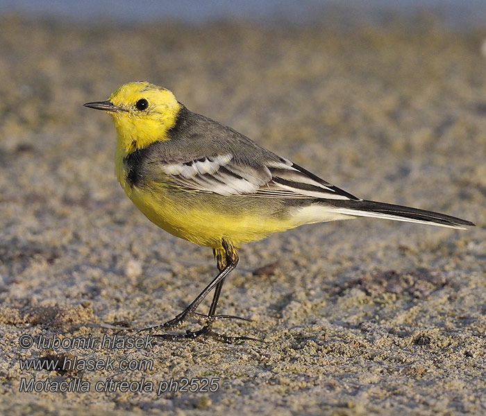 Motacilla citreola 黄头鹡鸰