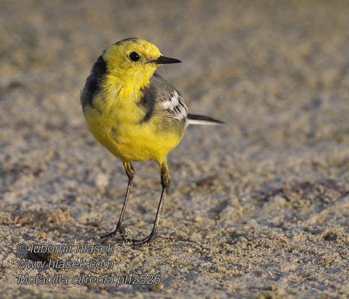 Motacilla citreola Konipas citronový