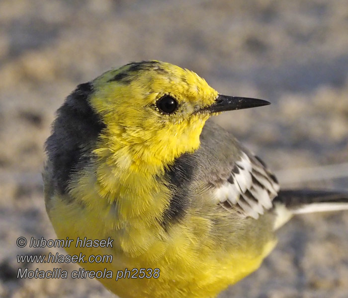 Motacilla citreola Zitronenstelze