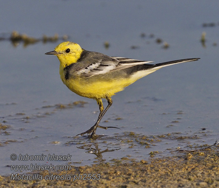 Motacilla citreola Citronvipstjert