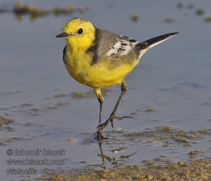 Motacilla citreola Citrine Wagtail