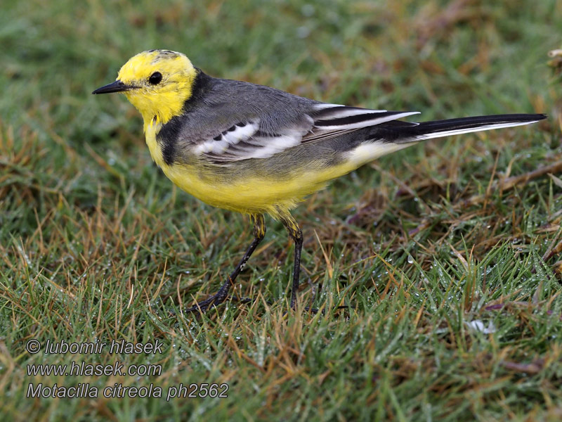 Motacilla citreola Lavandera Cetrina