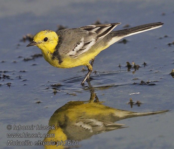 黄头鹡鸰 Motacilla citreola