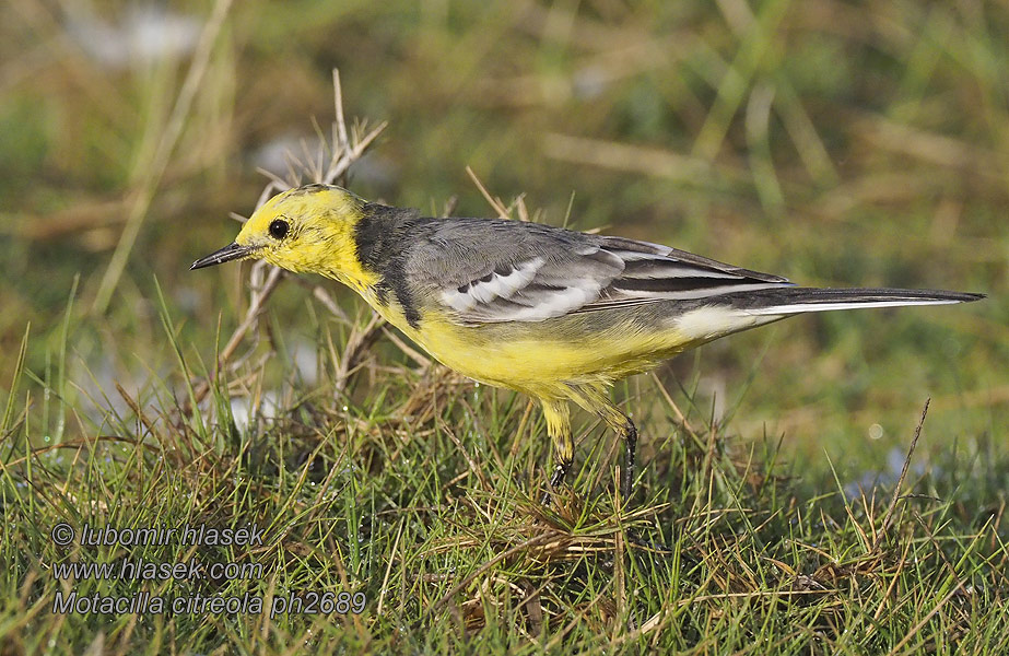 Citrine Wagtail Lavandera Cetrina Motacilla citreola