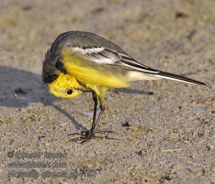 キガシラセキレイ Motacilla citreola