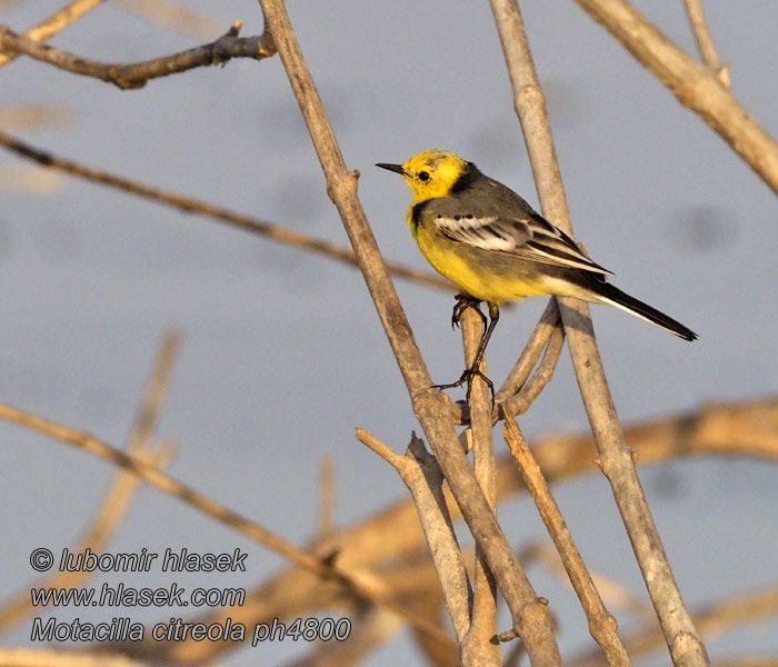 Желтоголовая трясогузка Motacilla citreola