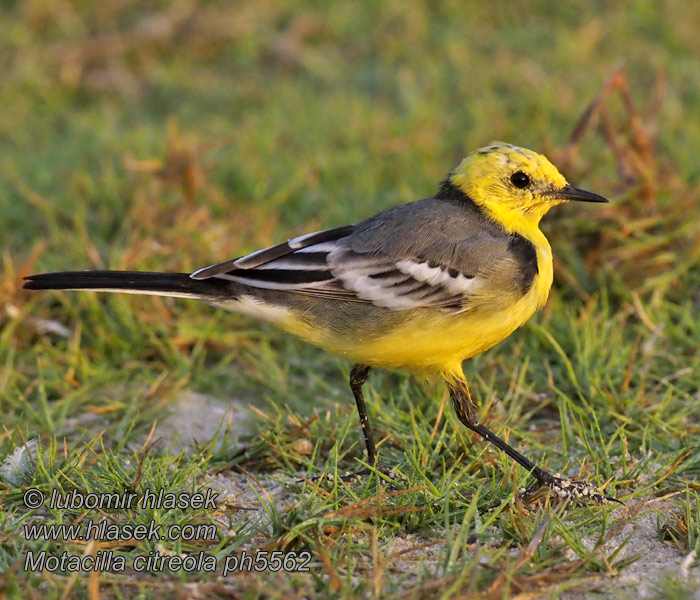 Motacilla citreola