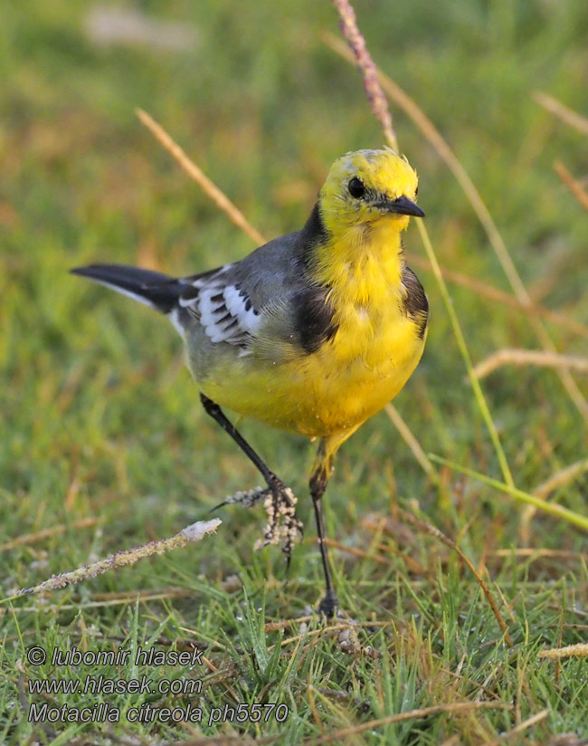 Motacilla citreola 黄头鹡鸰 Konipas citronový