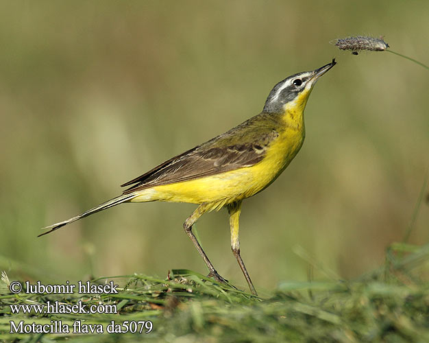 Motacilla flava da5089