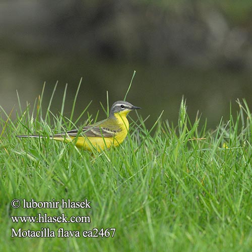 Yellow Wagtail Schafstelze Bergeronnette printanière