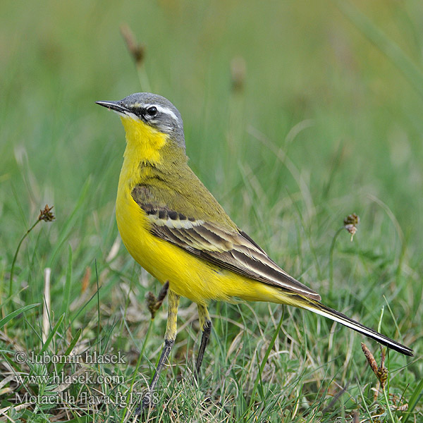 Pliszka żółta Motacilla flava Yellow Wagtail