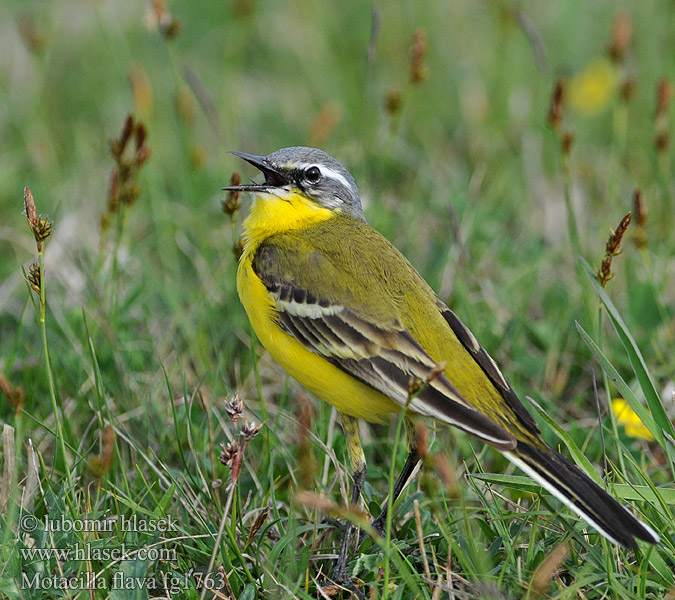 Yellow Wagtail Pliszka żółta Motacilla flava 긴발톱할미