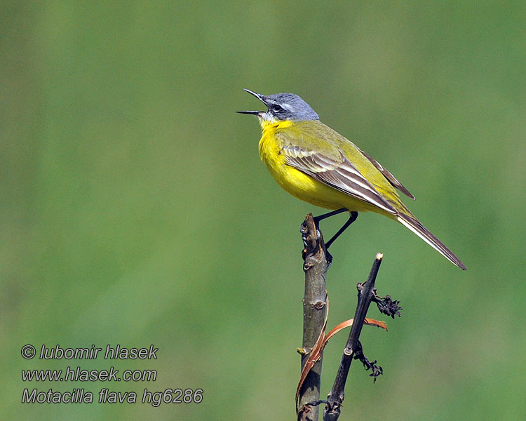 Yellow Wagtail Motacilla flava