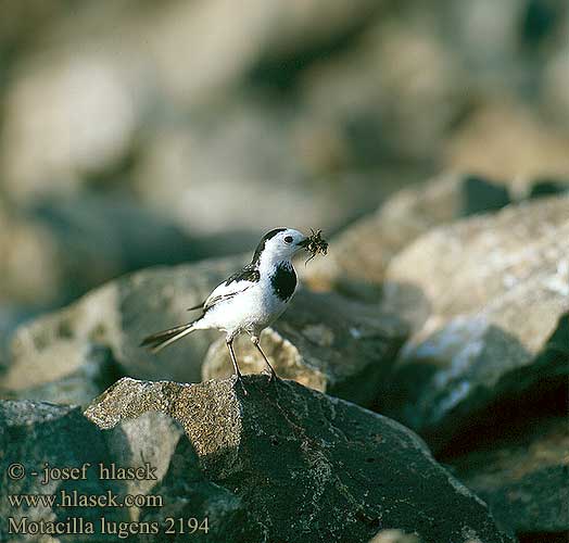 Motacilla lugens Black-backed Wagtail Black backed Japanese Kamchatka Konipas černohřbetý 黑背鹡鸰 Камчатская трясогузка ласточка ハクセキレイ 백할미새 Bachstelze-lugens Kamschatkabachstelze Schwarzrückenstelze Bergeronnette dos noir Ballerina dorsonero Zwartrugkwikstaart Hvitvingeerle Pliszka czarnogrzbieta