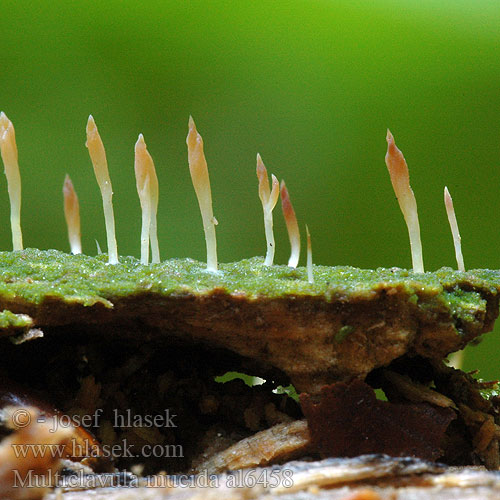 Multiclavula mucida al6458