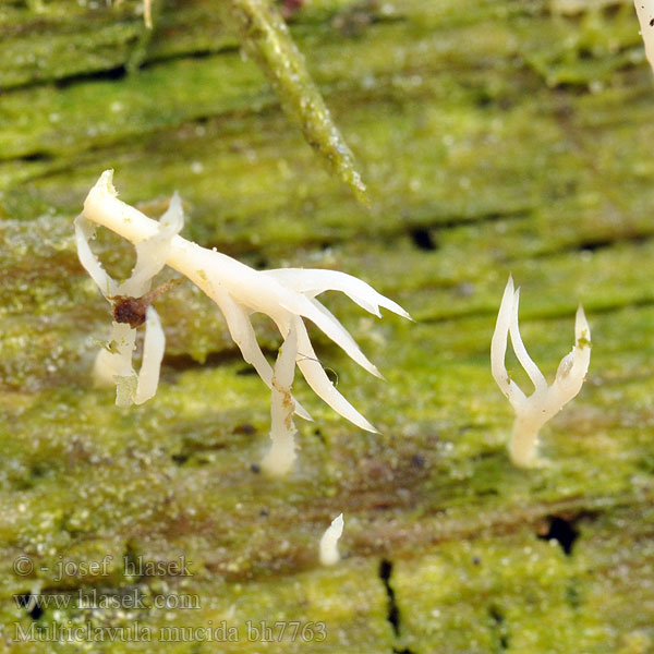 Multiclavula mucida White Green-algae Coral