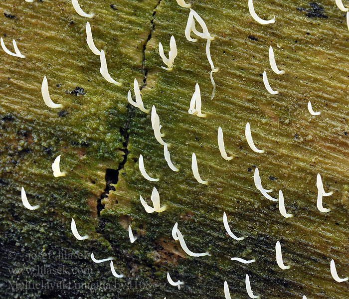 Multiclavula mucida Tužnatka slizká Ved-lavkølle White Green-algae Coral