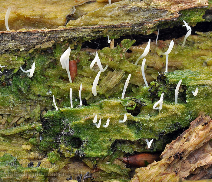 Multiclavula mucida Ved-lavkølle White Green-algae Coral