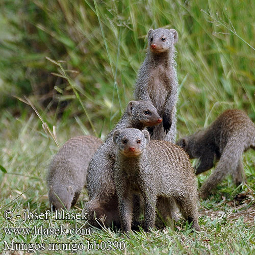 Mungos mungo Banded mongoose Gebande muishond Mangusta žíhaná