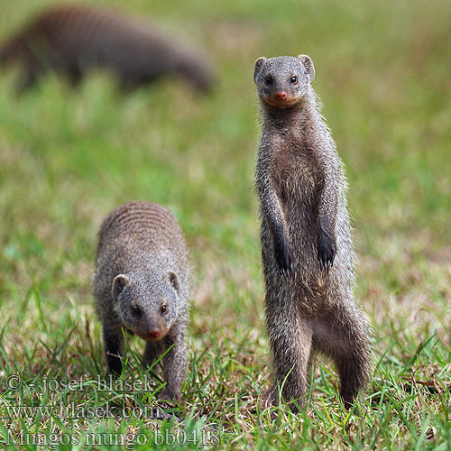 Смугастий мангуст Mungos mungo Banded mongoose