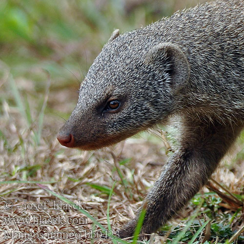 Banded mongoose Gebande muishond Mangusta žíhaná