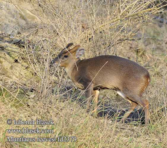 黃麂 Мунтжак китайский Muntiak malý Kínai muntyákszarvas Muntyák szarvas Muntjac Reeve Muntiacus reevesi Muntjak Munžtak malý Chinese muntjak Reeves's Muntjac Muntjak Reeves Kinijos muntjakas キョン Mundżak chiński Çin munçağı