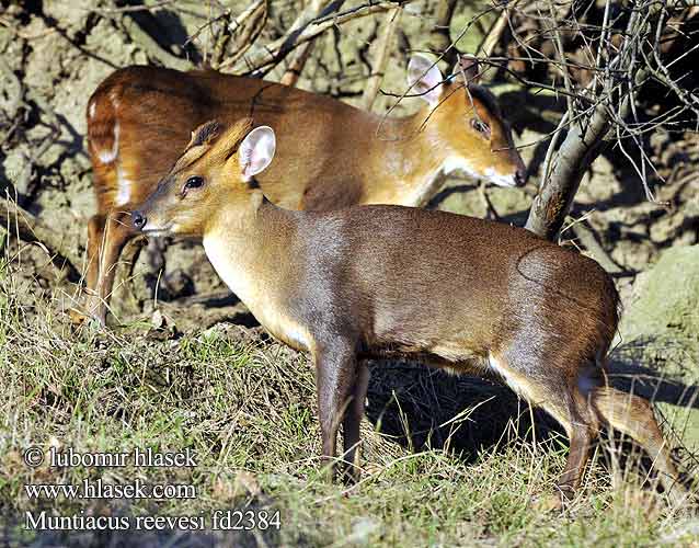 Muntjac Reeve Muntiacus reevesi Muntjak Munžtak malý Chinese muntjak Reeves's Muntjac Muntjak Reeves Kinijos muntjakas キョン Mundżak chiński Çin munçağı 黃麂 Мунтжак китайский Muntiak malý Kínai muntyákszarvas Muntyák szarvas