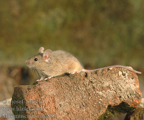 ハツカネズミ Mysz domowa Camundongo Ratinho-caseiro Домовая мышь Husmus Kućnog miša Soarecele şoarece casă Hišna Domača miš Domaći miš 小家鼠 Mus musculus House Mouse Souris domestique Westliche Hausmaus Ratón casero Myš domácí domová Topolino domestico Noordelijke huismuis Lys husmus Kotihiiri Házi egér Koduhiir hiir Pele Ev faresi fare domesticus Домашна мишка 생쥐 Topo Topolino domestico עכבר מצוי Naminė pelė