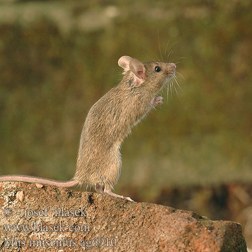 Mus musculus Домовая мышь Husmus kućnog miša Soarecele şoarece casă hišna domača miš Domaći miš 小家鼠 House Mouse Souris domestique Westliche Hausmaus Ratón casero myš domácí domová Topolino domestico noordelijke huismuis Lys husmus Kotihiiri házi egér Koduhiir hiir pele Ev faresi fare domesticus Домашна мишка 생쥐